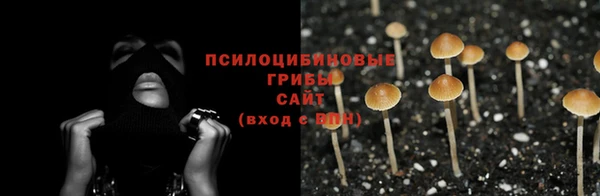 прущие грибы Алзамай