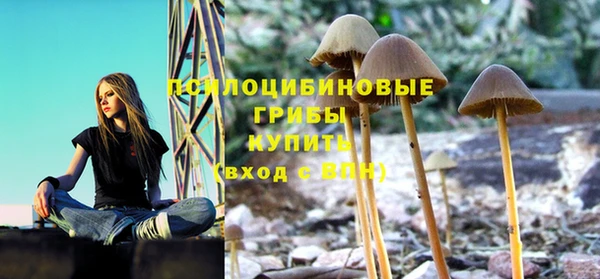 прущие грибы Алзамай